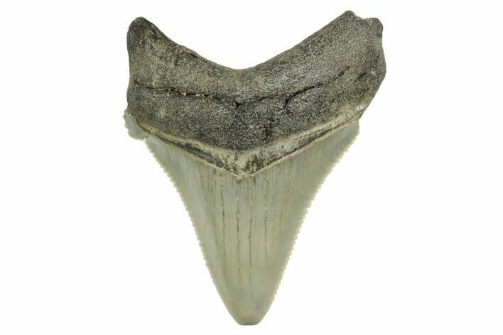 Serrated Angustidens Tooth - Megalodon Ancestor #368632